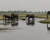 Elefante – Loxodonta africana – Elephant Foto AOK n. 5254