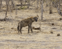 Jena maculata -  - Crocuta crocuta - Spotted Hyena Foto AOK n. 5263