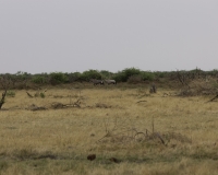 Orice Gazzella - Orix gazzella - Gemsbok Foto AOK n. 5284