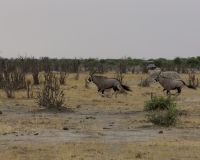 Orice Gazzella - Orix gazzella - Gemsbok Foto AOK n. 5288