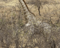 Giraffa - Giraffa camelopardalis - Giraffe Foto AOK n. 5308