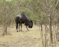 Gnu - Connochaetes taurinus - Black Wildebeest  Foto AOK n. 5310