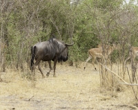 Gnu - Connochaetes taurinus - Black Wildebeest  Foto AOK n. 5315