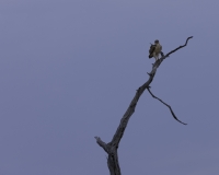 Aquila rapace - Aquila rapax -Tawny Eagle Foto AOK n. 5322