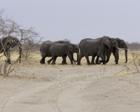 Elefante – Loxodonta africana – Elephant Foto AOK n. 5325