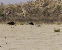 Struzzo – Struthio camelus - Ostrich Foto AOK n. 5374