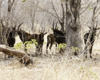 Antilope Nera- Hippotragus niger – Sable Antelope Foto AOK n. 5392