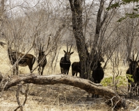 Antilope Nera- Hippotragus niger – Sable Antelope Foto AOK n. 5395