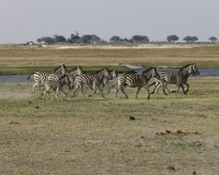 Zebra- Equus zebra – ZebraFoto AOK n. 5396