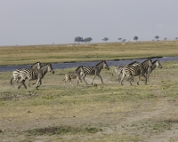 Zebra- Equus zebra – ZebraFoto AOK n. 5397