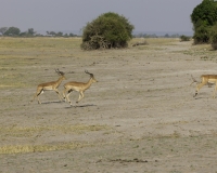 Impala – Aepyceros melampus- Impala Foto AOK n. 5398