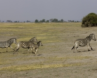 Zebra- Equus zebra – ZebraFoto AOK n. 5399