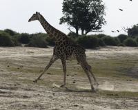 Giraffa - Giraffa camelopardalis – Giraffe Foto AOK n. 5401