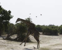 Giraffa - Giraffa camelopardalis – Giraffe Foto AOK n. 5402