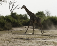 Giraffa - Giraffa camelopardalis – Giraffe Foto AOK n. 5403