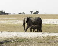 Elefante – Loxodonta africana – Elephant Foto AOK n. 5408