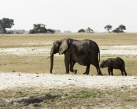 Elefante – Loxodonta africana – Elephant Foto AOK n. 5409