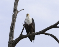 Aquila pescatrice - Haliaeetus vocifer - Eagle Fish Foto AOK n. 5443