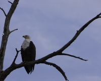 Aquila pescatrice - Haliaeetus vocifer - Eagle Fish Foto AOK n. 5450