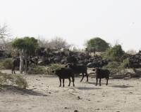 Bufalo nero – Syncerus Caffer - Buffalo Foto AOK n. 5473