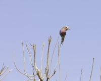 Ghiandaia marina pettolilla  - Coracias caudatus-Lilac Breasted Roller Foto AOK n. 5499