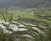 Terrazzamenti di riso del villaggio Brgy Bay-yo (etnia Bontoc), isola di Luzon Foto n. 6941