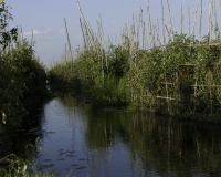 Orti galleggianti vicino il villaggio di Pauk Pa sul Lago Inle Foto n. AOK8788