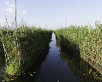 Orti galleggianti vicino il villaggio di Pauk Pa sul Lago Inle Foto n. AOK8802