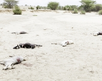 Matrimonio nel Villaggio Neputi  vicino il Lago Turkana Foto n. AOK6199