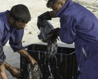 Pescatori isola di Masirah Foto N. POA7666