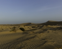 Deserto Wahiba Sands Foto N. POA7780