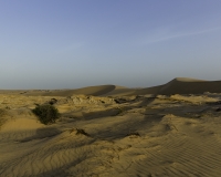 Deserto Wahiba Sands Foto N. POA7829