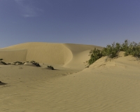 Deserto Wahiba Sands Foto N. POA7831