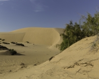 Deserto Wahiba Sands Foto N. POA7834