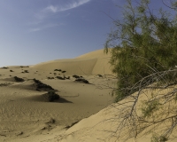 Deserto Wahiba Sands Foto N. POA7835