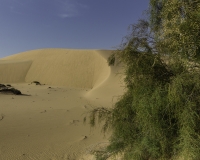 Deserto Wahiba Sands Foto N. POA7836