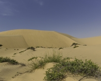 Deserto Wahiba Sands Foto N. POA7839