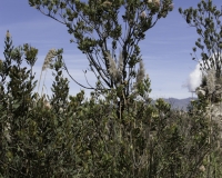 Fiore di Natale nel Parco Nazionale del Huascaran Foto n. AOK2342