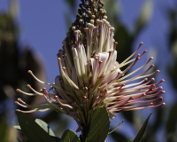 Fiore di Natale nel Parco Nazionale del Huascaran Foto n. AOK2349