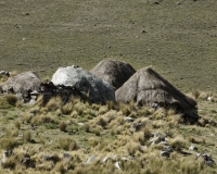 Chozas -case dei campesinos- lungo la strada per la Laguna Perolcocha Foto n. AOK2594