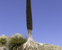 Puya Raimondi nel Parco Nazionale Hascaran -Ghiacciaio Pasto Rouri Foto n. AOK2729