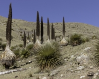 Puya Raimondi nel Parco Nazionale Hascaran -Ghiacciaio Pasto Rouri Foto n. AOK2731