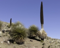 Puya Raimondi nel Parco Nazionale Hascaran -Ghiacciaio Pasto Rouri Foto n. AOK2734