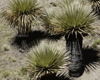 Puya Raimondi nel Parco Nazionale Hascaran -Ghiacciaio Pasto Rouri Foto n. AOK2736