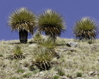 Puya Raimondi nel Parco Nazionale Hascaran -Ghiacciaio Pasto Rouri Foto n. AOK2737