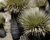 Puya Raimondi nel Parco Nazionale Hascaran -Ghiacciaio Pasto Rouri Foto n. AOK2739