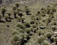 Puya Raimondi nel Parco Nazionale Hascaran -Ghiacciaio Pasto Rouri Foto n. AOK2742