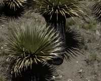 Puya Raimondi nel Parco Nazionale Hascaran -Ghiacciaio Pasto Rouri Foto n. AOK2748