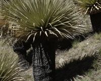 Puya Raimondi nel Parco Nazionale Hascaran -Ghiacciaio Pasto Rouri Foto n. AOK2750