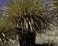 Puya Raimondi nel Parco Nazionale Hascaran -Ghiacciaio Pasto Rouri Foto n. AOK2751